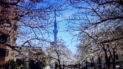 マツコ絶賛の桜スポット 東京都内７ヶ所 マツコの知らない世界 By Myself 今日の気になる気になる記