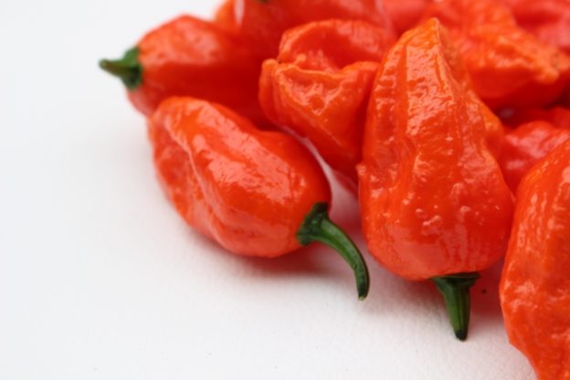 激辛唐辛子！りょう君のジョロキア【激レアさんを連れてきた】 by myself 〜今日の気になる気になる記〜